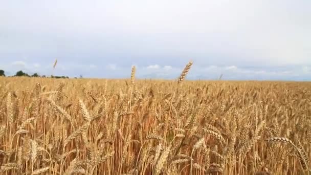 Спелые стебли пшеницы и грозовое облако — стоковое видео