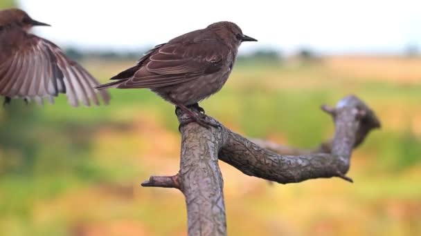 Os starlings voam e sentam-se em um ramo — Vídeo de Stock