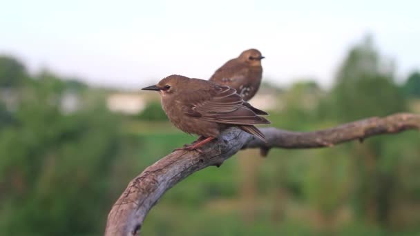 Dos estorninos jóvenes sentados en una rama seca — Vídeo de stock