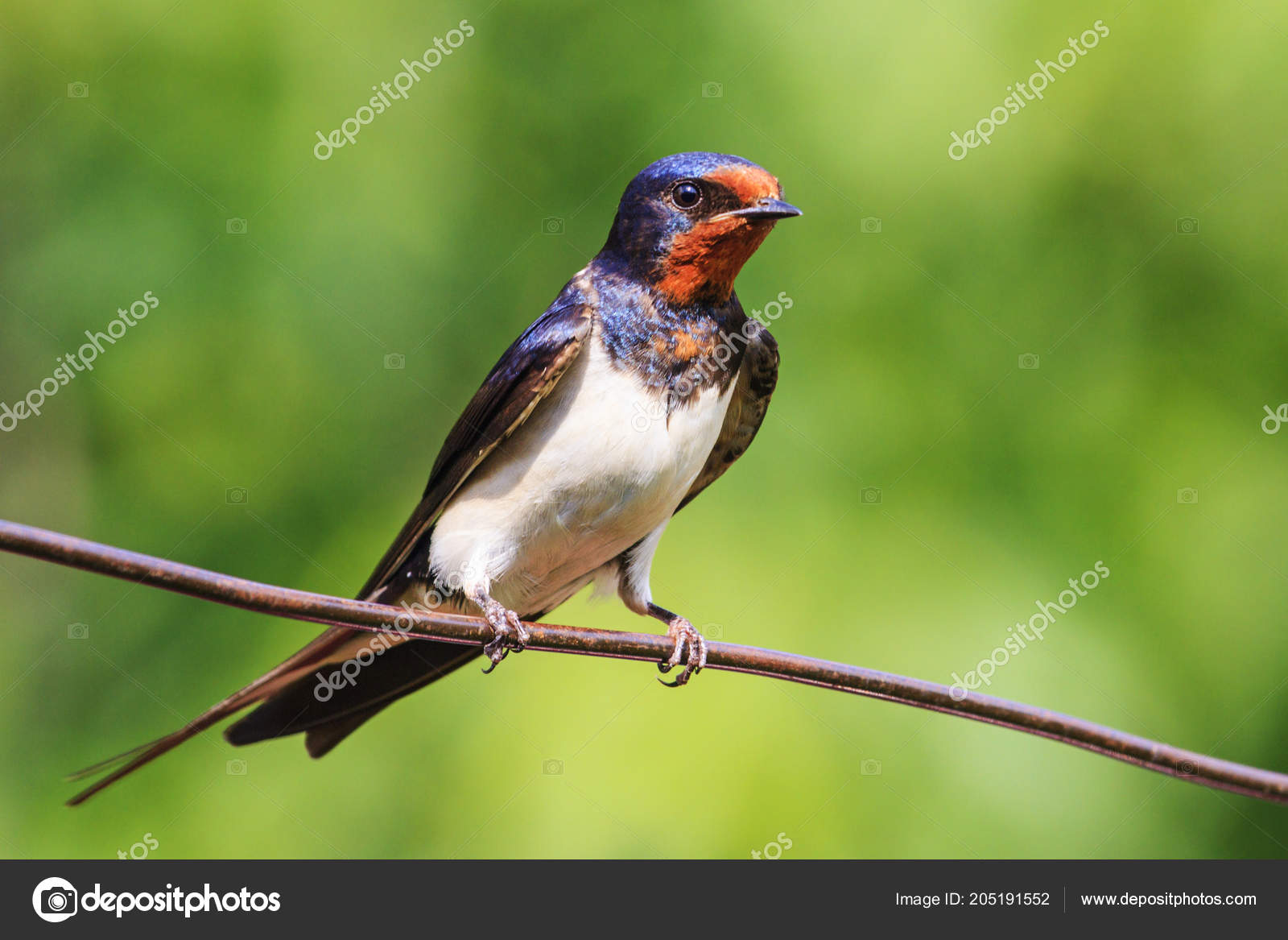 Oiseau Avec Un Masque Rouge Assis Sur Un Fil Photographie