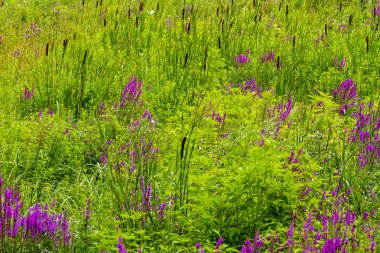 yeşil çim arasında vahşi mor çiçekler
