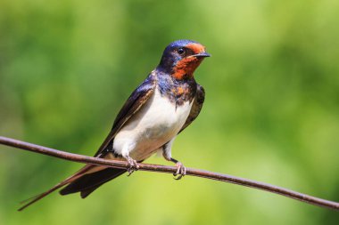 bir tel üzerinde oturan kırmızı maske kuş