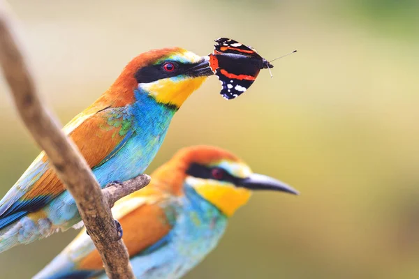 Par Exotisk Fågel Med Färgad Fjäril Näbben Vild Natur — Stockfoto