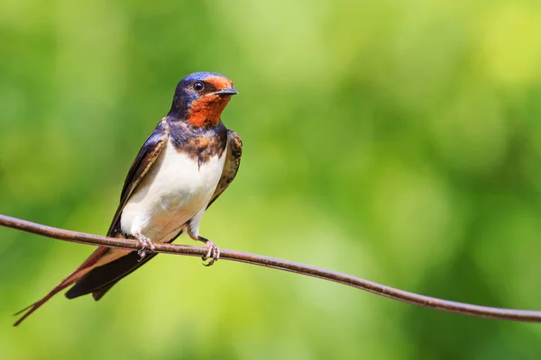 Barn swallow is sitting on the wire — Stock Photo, Image