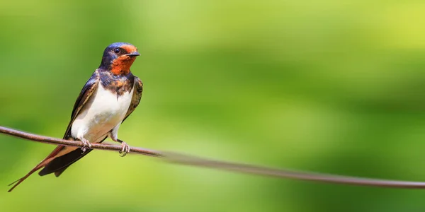 Bird sits on a panoramic wire — Stock Photo, Image