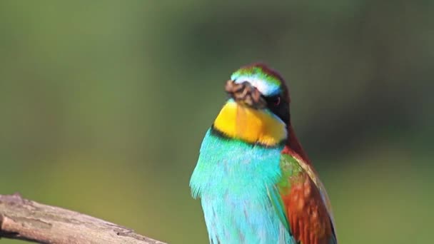 Bee-eaters with a big fly in its beak — Stock Video