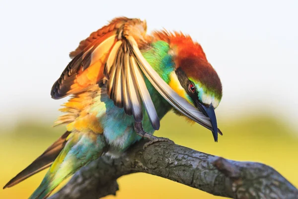 Pássaro exótico limpa as penas coloridas — Fotografia de Stock