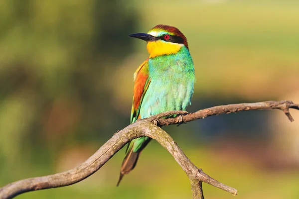 Hermoso Pájaro Salvaje Día Verano Sienta Una Rama Vida Silvestre —  Fotos de Stock