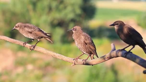 Drie Spreeuw op een tak reinigt veren — Stockvideo