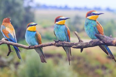 flock of colored birds on the branch looks one way , wildlife and beautiful colors clipart
