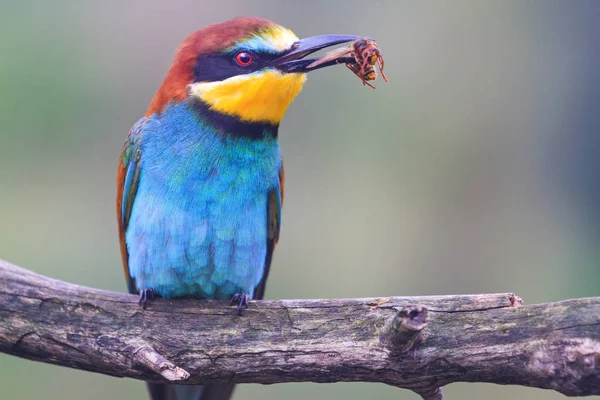 エキゾチックな鳥のくちばし 野生動物や美しい色の馬と — ストック写真