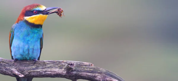 Wild Gefärbter Vogel Mit Einem Insekt Einem Schnabel Panorama Tierwelt — Stockfoto