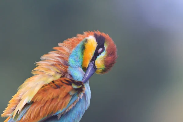 Pássaro Exótico Limpa Sua Pena Colorida Vida Selvagem Belas Cores — Fotografia de Stock