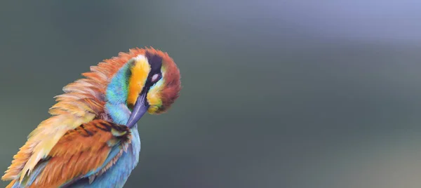 Άγρια Χρωματιστό Πουλί Πανόραμα Της Φύσης Άγρια Ζωή Και Υπέροχα — Φωτογραφία Αρχείου