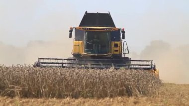 Buğday hasat olgun birleştirme kaldırır