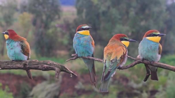 Kudde van exotische gekleurde vogels — Stockvideo