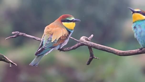 Divertenti uccelli colorati sedersi sui rami — Video Stock