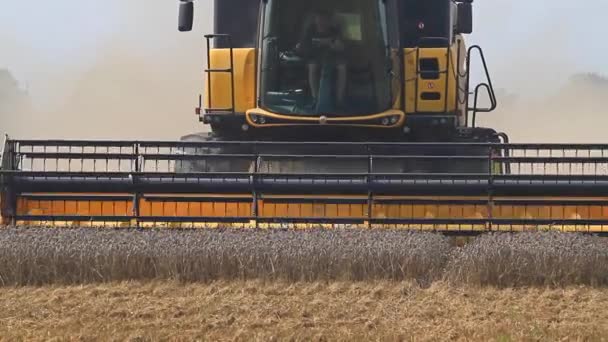 Сборщик собирает новый урожай пшеницы — стоковое видео