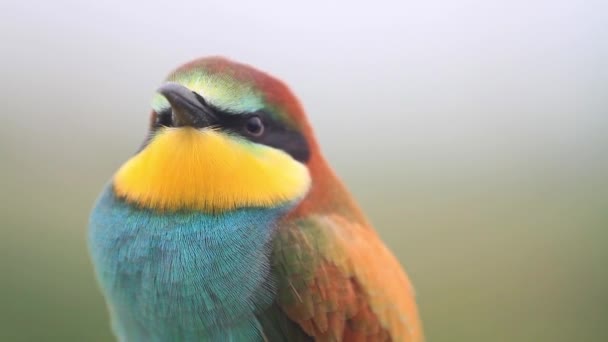 Video portrét krásného barevného ptáka — Stock video