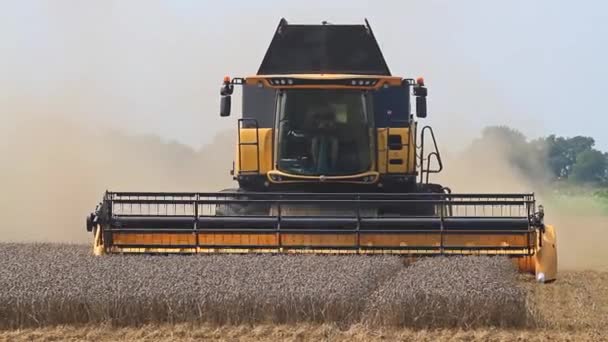 Желтый комбайн собирает урожай пшеницы — стоковое видео