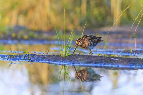 Snipe Looking Insects Morning Swamp Wild Birds — Stock Photo, Image