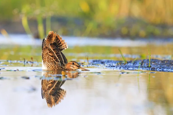 Bécassine Dans Eau Était Dans Une Position Inhabituelle Oiseaux Sauvages — Photo