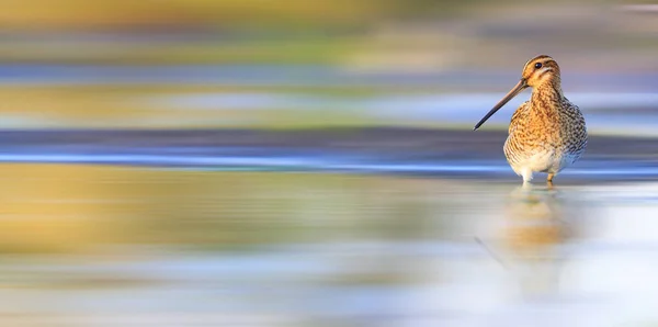 Snipe Beautiful Plumage Long Beak View Hunters Wild Birds — Stock Photo, Image