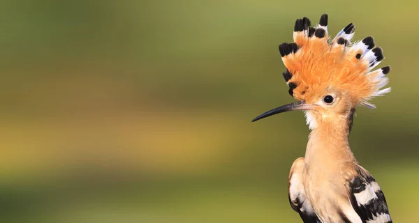 Pájaro Con Una Cresta Cabeza Ver Fauna Aves Silvestres — Foto de Stock