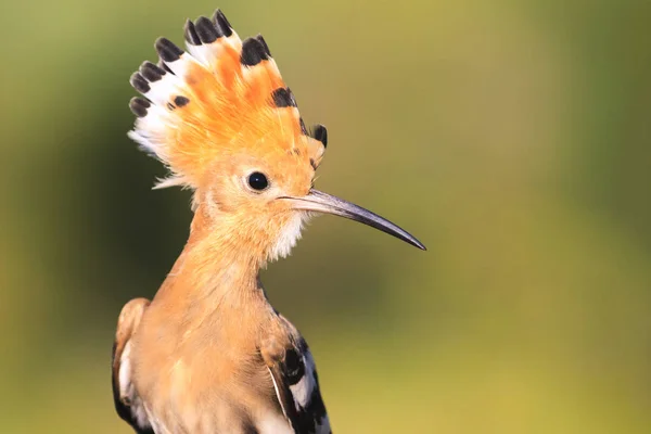 Hoopoe Crest Head Wild Birds — Stock Photo, Image