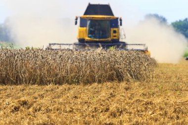 Birleştirmek biçerdöver buğday hasat, tarım, yeni ürün