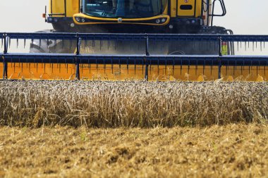 dallarda oturan ve sonra farklı yönlere, tarım, yeni mahsul uçan egzotik kuşlar sürüsü