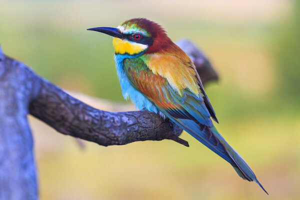 colored bird sits on a pattern with patterns, wildlife, animals
