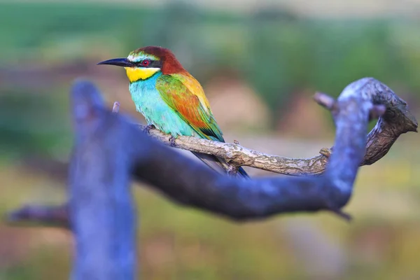 exotic bird sitting on a branch wavy, wildlife, animals