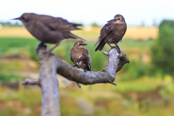 Oiseaux Sombres Assis Sur Les Branches Avec Des Motifs Faune — Photo