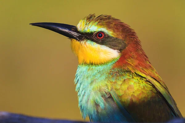 極彩色の羽ハチクイ — ストック写真