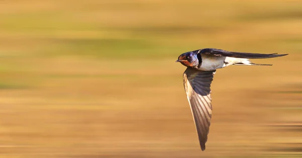 Vogel fliegt schnell über das Sommergras — Stockfoto