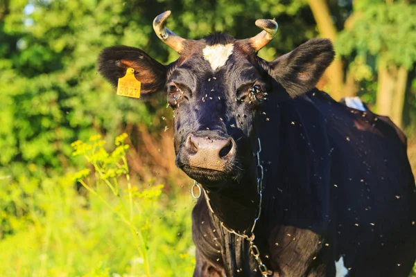 Vaca negra em que as moscas são atacadas — Fotografia de Stock