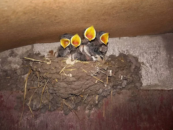 Küken im Nest öffneten die gelben Schnäbel — Stockfoto