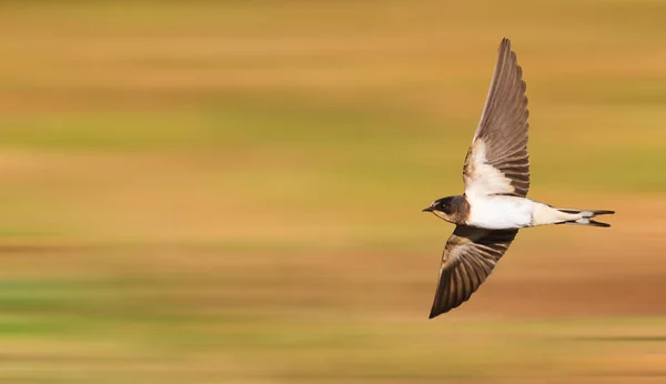 Junge Schwalbe fliegt schnell — Stockfoto