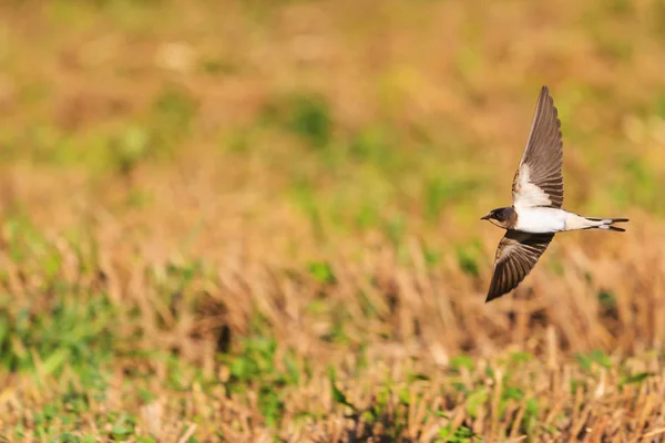Junge Schwalbe fliegt über ein Feld — Stockfoto
