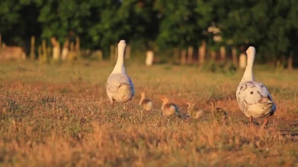 Папа и мама гуси ведут своих детей домой — стоковое видео