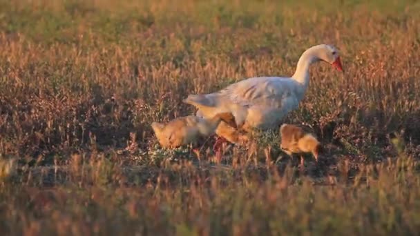 Семейство гусей, гуляющих по полю — стоковое видео