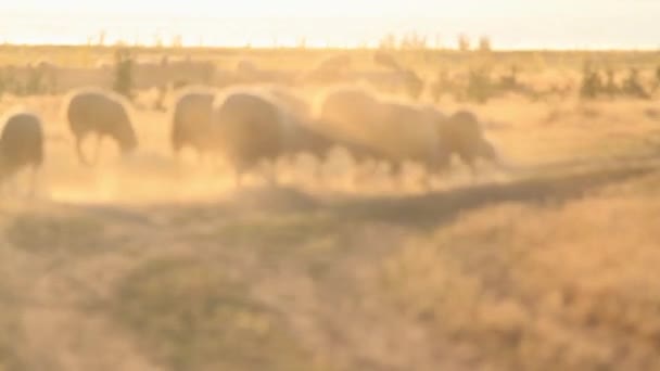 Sheep at sunset walking on dusty road — Stock Video