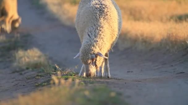 Pâturage des moutons au coucher du soleil sur un champ sec — Video