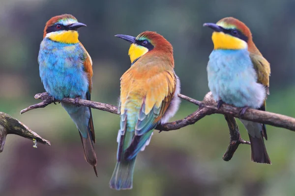 Tres pájaros exóticos están sentados en una rama —  Fotos de Stock