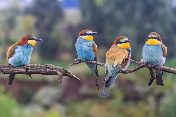 Uccelli selvatici colorati poggiano sui rami — Foto Stock