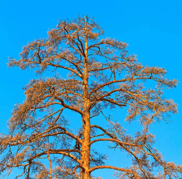 Getrocknete Kiefern auf dem blauen Himmel Hintergrund — Stockfoto