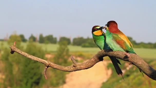 Uccello colorato cattura l'ape che cade — Video Stock