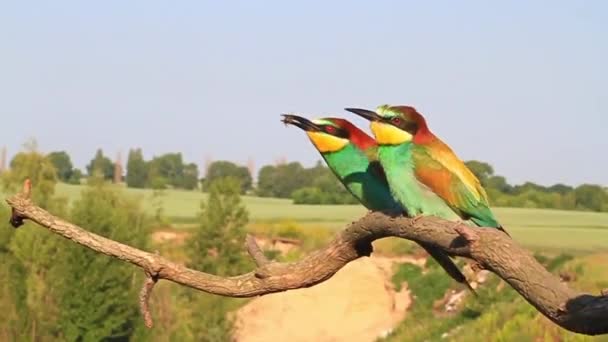 Цветные птицы едят пчел медленное видео — стоковое видео