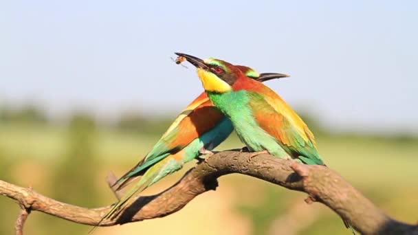 Exotických ptáků bee-eater hmyzu žonglérky — Stock video